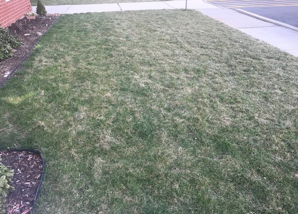 Lawns Green Up in April